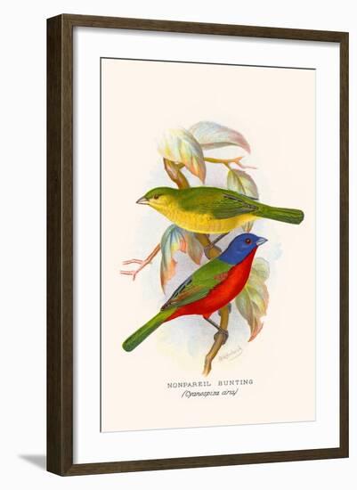 Nonpareil Bunting-F.w. Frohawk-Framed Art Print