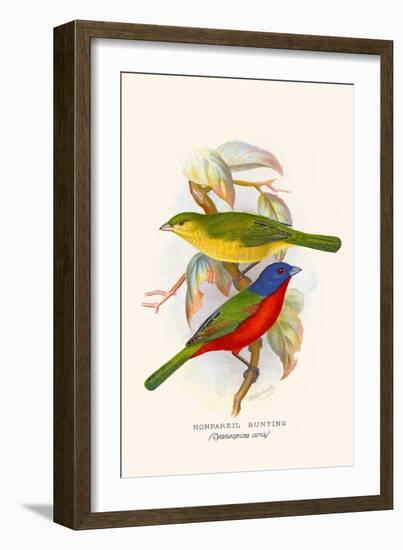 Nonpareil Bunting-F.w. Frohawk-Framed Art Print