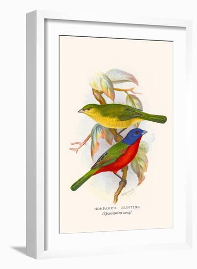 Nonpareil Bunting-F.w. Frohawk-Framed Art Print