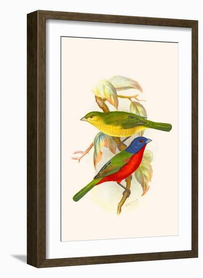 Nonpareil Bunting-F.w. Frohawk-Framed Art Print