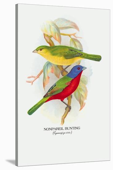 Nonpareil Bunting-Arthur G. Butler-Stretched Canvas