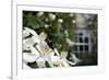 Noon Fly (Mesembrina Meridiana) on Mexican Orange Blossom (Choisya Ternata) Flowers in Garden-Nick Upton-Framed Photographic Print