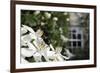 Noon Fly (Mesembrina Meridiana) on Mexican Orange Blossom (Choisya Ternata) Flowers in Garden-Nick Upton-Framed Photographic Print