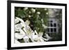 Noon Fly (Mesembrina Meridiana) on Mexican Orange Blossom (Choisya Ternata) Flowers in Garden-Nick Upton-Framed Photographic Print