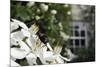 Noon Fly (Mesembrina Meridiana) on Mexican Orange Blossom (Choisya Ternata) Flowers in Garden-Nick Upton-Mounted Photographic Print