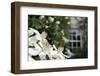 Noon Fly (Mesembrina Meridiana) on Mexican Orange Blossom (Choisya Ternata) Flowers in Garden-Nick Upton-Framed Photographic Print