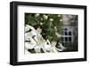 Noon Fly (Mesembrina Meridiana) on Mexican Orange Blossom (Choisya Ternata) Flowers in Garden-Nick Upton-Framed Photographic Print