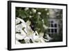 Noon Fly (Mesembrina Meridiana) on Mexican Orange Blossom (Choisya Ternata) Flowers in Garden-Nick Upton-Framed Photographic Print