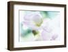 Noonday Dreams - Breath of Light-Jacob Berghoef-Framed Photographic Print