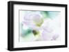 Noonday Dreams - Breath of Light-Jacob Berghoef-Framed Photographic Print