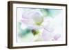 Noonday Dreams - Breath of Light-Jacob Berghoef-Framed Photographic Print