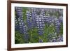 Nootka lupin, Iceland-Robin Chittenden-Framed Photographic Print