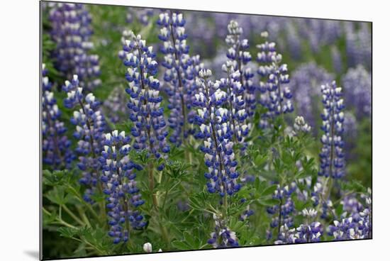 Nootka lupin, Iceland-Robin Chittenden-Mounted Photographic Print