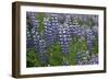 Nootka lupin, Iceland-Robin Chittenden-Framed Photographic Print