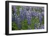 Nootka lupin, Iceland-Robin Chittenden-Framed Photographic Print