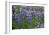 Nootka lupin, Iceland-Robin Chittenden-Framed Photographic Print