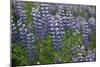 Nootka lupin, Iceland-Robin Chittenden-Mounted Photographic Print