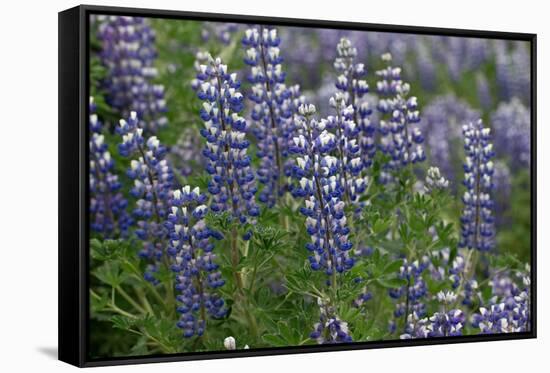 Nootka lupin, Iceland-Robin Chittenden-Framed Stretched Canvas