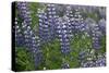 Nootka lupin, Iceland-Robin Chittenden-Stretched Canvas