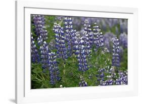 Nootka lupin, Iceland-Robin Chittenden-Framed Photographic Print