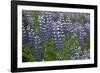 Nootka lupin, Iceland-Robin Chittenden-Framed Photographic Print