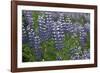 Nootka lupin, Iceland-Robin Chittenden-Framed Photographic Print