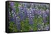 Nootka lupin, Iceland-Robin Chittenden-Framed Stretched Canvas