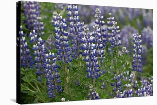Nootka lupin, Iceland-Robin Chittenden-Stretched Canvas