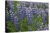 Nootka lupin, Iceland-Robin Chittenden-Stretched Canvas