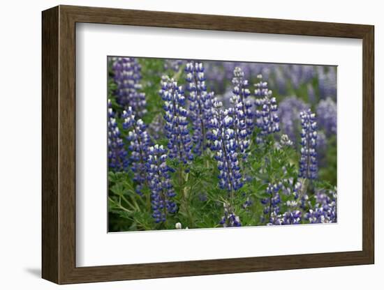 Nootka lupin, Iceland-Robin Chittenden-Framed Photographic Print