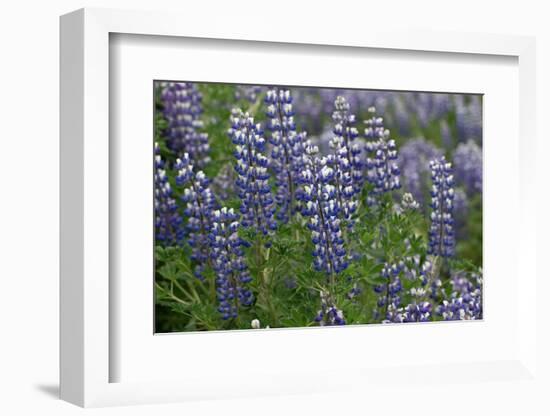 Nootka lupin, Iceland-Robin Chittenden-Framed Photographic Print