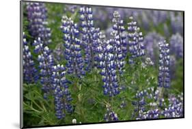 Nootka lupin, Iceland-Robin Chittenden-Mounted Photographic Print