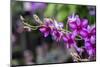 Nopporn Green Star, Dendrobium Orchid-Lisa Engelbrecht-Mounted Photographic Print