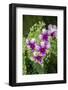 Nopporn Green Star, Dendrobium Orchid-Lisa Engelbrecht-Framed Photographic Print