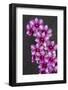 Nopporn Green Star, Dendrobium Orchid-Lisa Engelbrecht-Framed Photographic Print