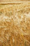 Grain, barley, grain field, summer-Nora Frei-Photographic Print
