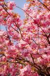 Japanese Ornamental Cherry, Branches, Blossoms, Detail, Outside, Tree, Sky, Blue, Sunny, Spring-Nora Frei-Photographic Print