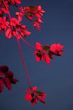 Japanese Ornamental Cherry, Branches, Blossoms, Detail, Outside, Tree, Sky, Blue, Sunny, Spring-Nora Frei-Photographic Print