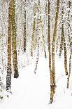 Outside, sky, night, branch-Nora Frei-Photographic Print