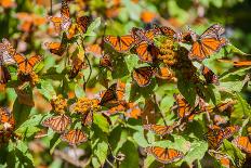 Monarch Butterfly Biosphere Reserve, Michoacan (Mexico)-Noradoa-Mounted Photographic Print