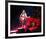 Norah Jones-null-Framed Photo