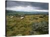 Norber Erratics Near Austwick, Yorkshire Dales National Park, Yorkshire, England, UK-Patrick Dieudonne-Stretched Canvas