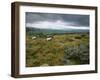 Norber Erratics Near Austwick, Yorkshire Dales National Park, Yorkshire, England, UK-Patrick Dieudonne-Framed Photographic Print