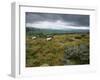 Norber Erratics Near Austwick, Yorkshire Dales National Park, Yorkshire, England, UK-Patrick Dieudonne-Framed Photographic Print