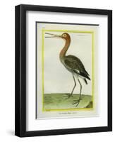 Nordmann's Greenshank-Georges-Louis Buffon-Framed Giclee Print