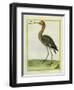 Nordmann's Greenshank-Georges-Louis Buffon-Framed Giclee Print