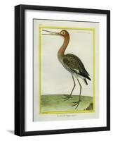 Nordmann's Greenshank-Georges-Louis Buffon-Framed Giclee Print