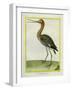 Nordmann's Greenshank-Georges-Louis Buffon-Framed Giclee Print