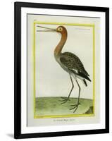 Nordmann's Greenshank-Georges-Louis Buffon-Framed Giclee Print