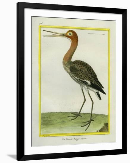 Nordmann's Greenshank-Georges-Louis Buffon-Framed Giclee Print